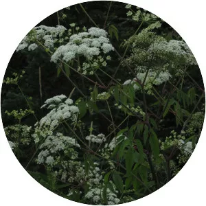 Spotted cowbane - Plants