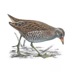 Spotted crake