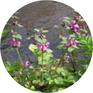 Spotted dead-nettle - Plants