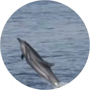 Spotted dolphins - Animal