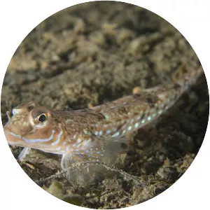 Spotted dragonet - 
