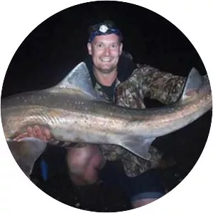 Spotted estuary smooth-hound - Sharks