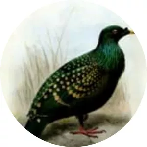 Spotted green pigeon photograph