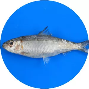 Spotted herring - Fish