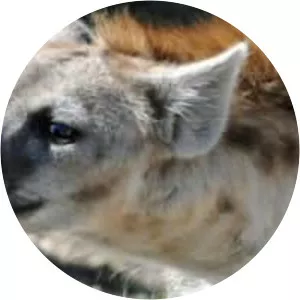 Spotted hyena