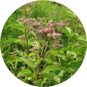 Spotted joe-pye weed - Plants
