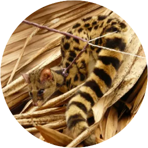 Spotted linsang photograph