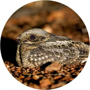 Spotted nightjar