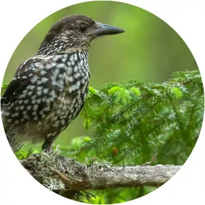 Spotted nutcracker