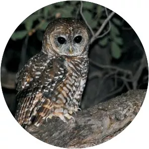 Spotted owl