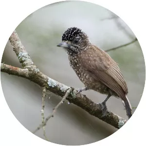 Spotted piculet
