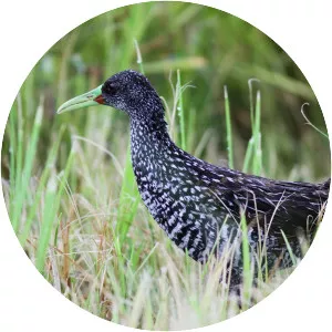 Spotted rail - Birds