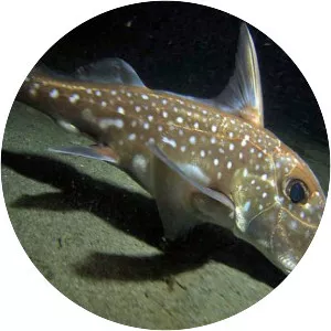 Spotted ratfish
