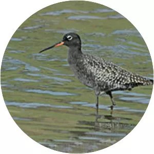 Spotted redshank