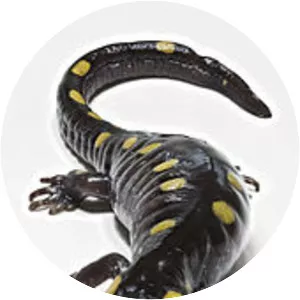 Spotted salamander