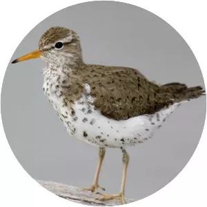Spotted sandpiper - Bird