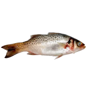 Spotted seabass