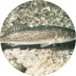 Spotted Seatrout