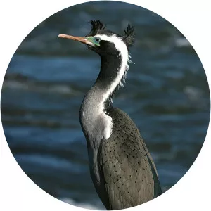 Spotted shag - Birds