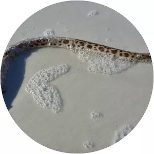 Spotted spoon-nose eel