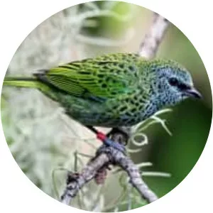 Spotted tanager