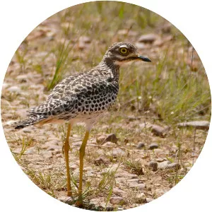 Spotted thick-knee