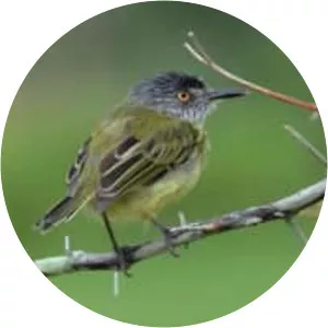 Spotted tody-flycatcher - Birds
