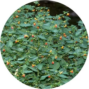 Spotted touch-me-not