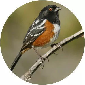Spotted towhee
