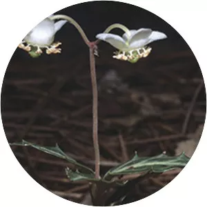 Spotted wintergreen - Plants