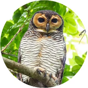 Spotted wood owl