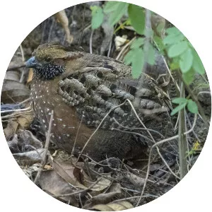 Spotted wood quail