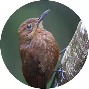 Spotted woodcreeper