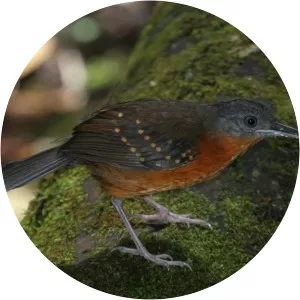 Spot-winged antbird - 