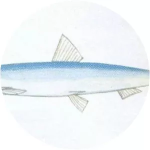 Spratelloides delicatulus