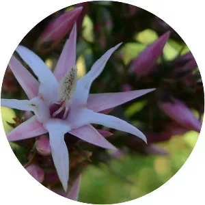 Sprengelia incarnata