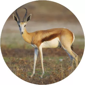 Springbok