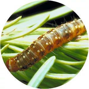 Spruce budworm