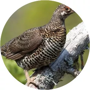 Spruce grouse - Bird