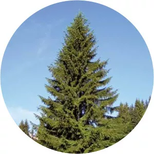 Spruce