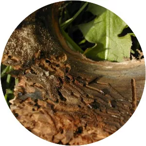 Spruce wood engraver