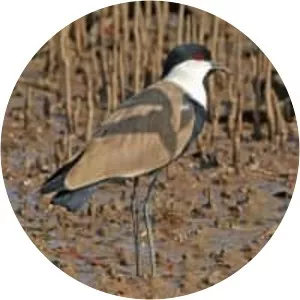 Spur-winged lapwing