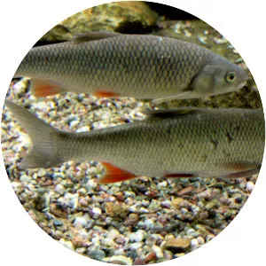 Squalius cephalus - Fish