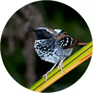 Squamate antbird