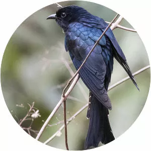 Square-tailed drongo-cuckoo