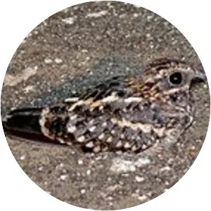 Square-tailed nightjar