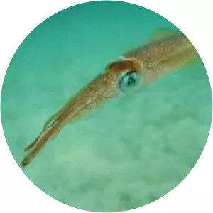 Squid - Animal