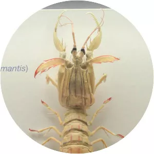 Squilla mantis