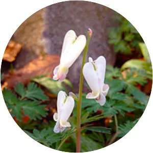 Squirrel corn - Plants