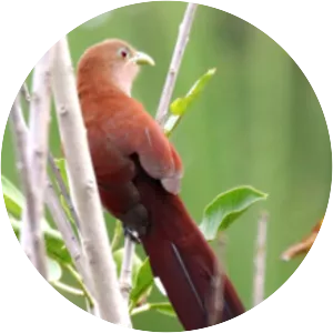 Squirrel cuckoo